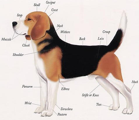 Clairdale Beagles – The Beagle Standard