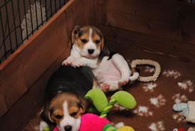 puppy-pack puppy-pack